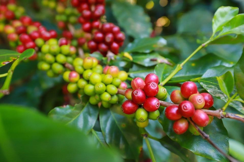 Giá cà phê hôm nay 3/4: Chuyên gia nhận định giá Robusta tuần này thế nào?  