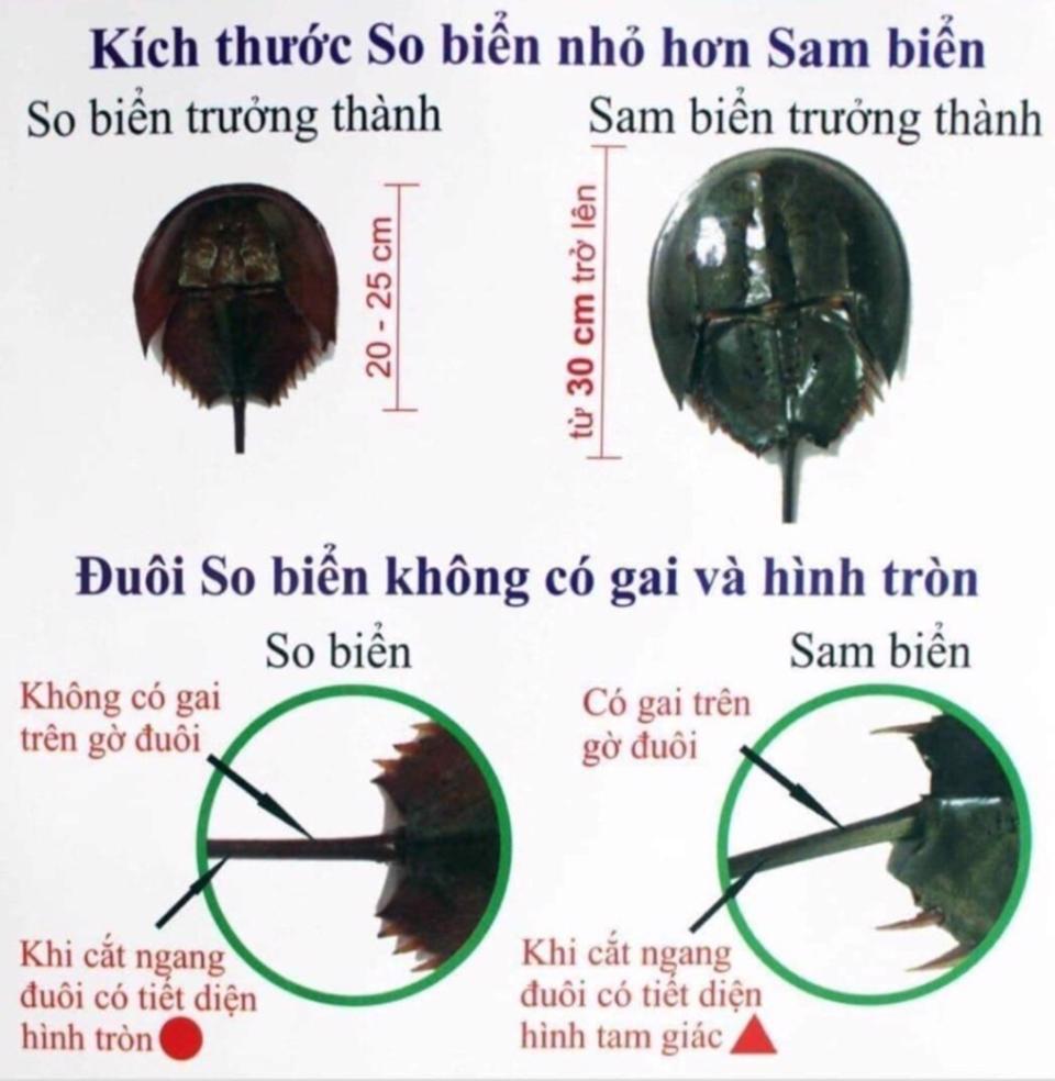 Phân biệt con sam và con so