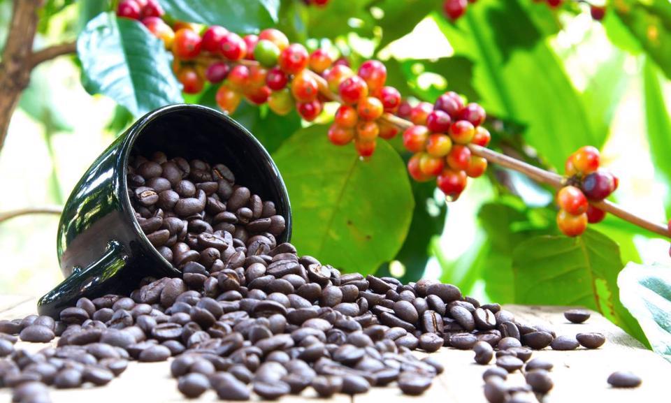 Giá cà phê hôm nay 6/4: Robusta tăng rất mạnh, trong nước cán mốc 50.000 đồng/kg  