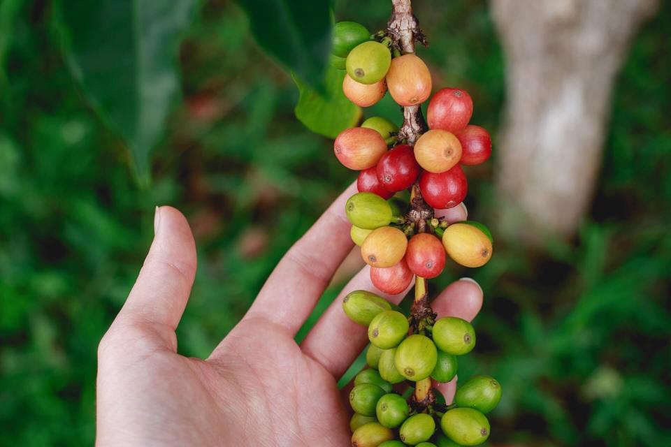 Giá cà phê hôm nay 11/4: Arabica điều chỉnh nhẹ sau tuần tăng giá tốt  