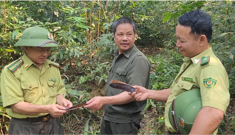 Rừng lim xanh cổ thụ ở xã Sơn Kim 1, cung cấp hạt giống, bảo tồn nguồn gen gỗ lim quý hiếm để nhân ra diện rộng