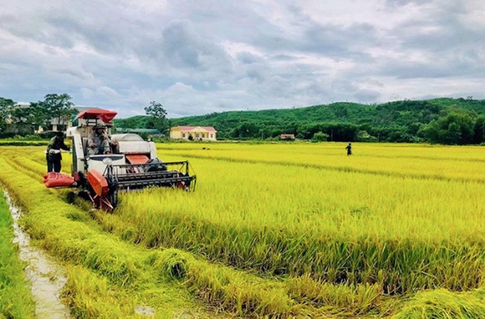 An ninh lương thực đang trở thành vấn đề cấp bách toàn cầu. Trong ảnh: Canh tác lúa tại TP Hà Nội.