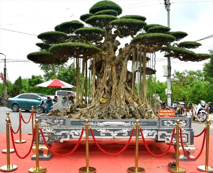 Cộng đồng mạng - Cây cảnh 'Cửu long tranh châu' giá hơn 20 tỷ và những bí ẩn chưa từng tiết lộ (Hình 5).