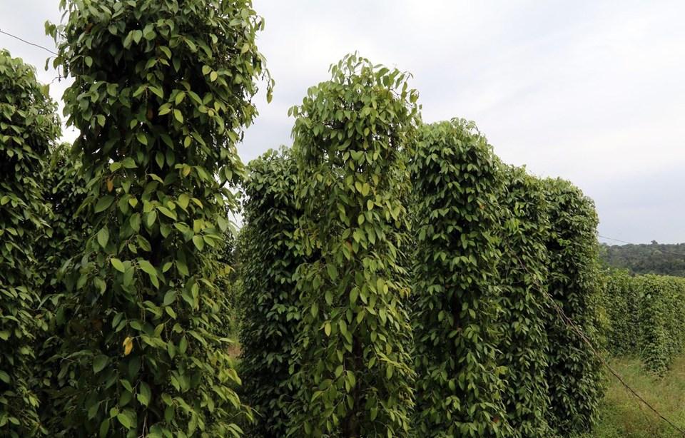Giá tiêu hôm nay 1/6: Tăng đến 6.000 đồng/kg trong tháng 5/2023