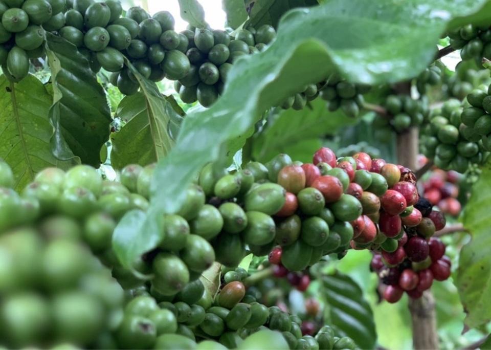 Giá cà phê hôm nay 2/6: Robusta tăng mạnh trở lại, trong nước vượt 61.000 đồng/kg 