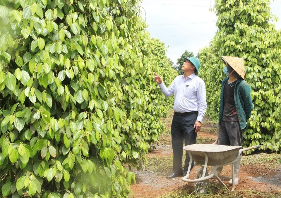 Giá tiêu hôm nay 2/6: Năng suất hồ tiêu có nơi giảm tới 50%