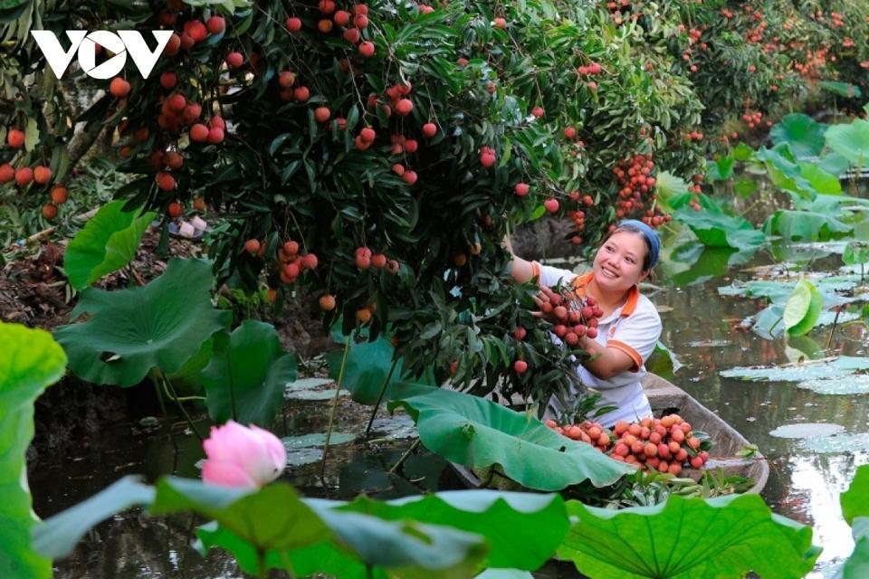 Bộ Công Thương cũng cho rằng, cần phát huy vai trò của “chợ truyền thống” trong tiêu thụ trái vải thiều, đặc biệt là thị trường phía Nam.