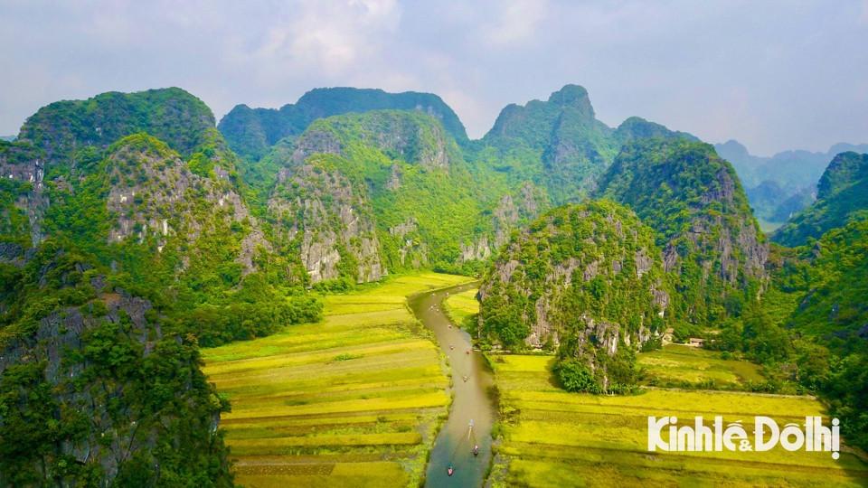 Đầu tháng 6, sau những ngày mưa, Ninh Bình bước vào mùa lúa chín vàng.