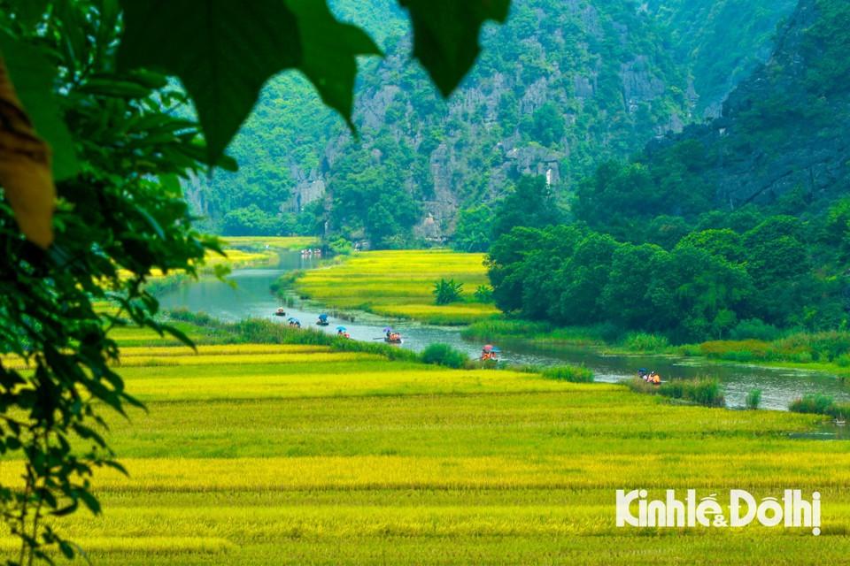 Để ngắm trọn cánh đồng lúa Tam Cốc mùa đẹp nhất trong năm, du khách sẽ phải trèo lên ngọn núi ở hang Cả. Từ ngọn núi này có thể phóng tầm mắt về phía hang Hai sẽ thấy toàn bộ màu vàng óng ả của lúa.