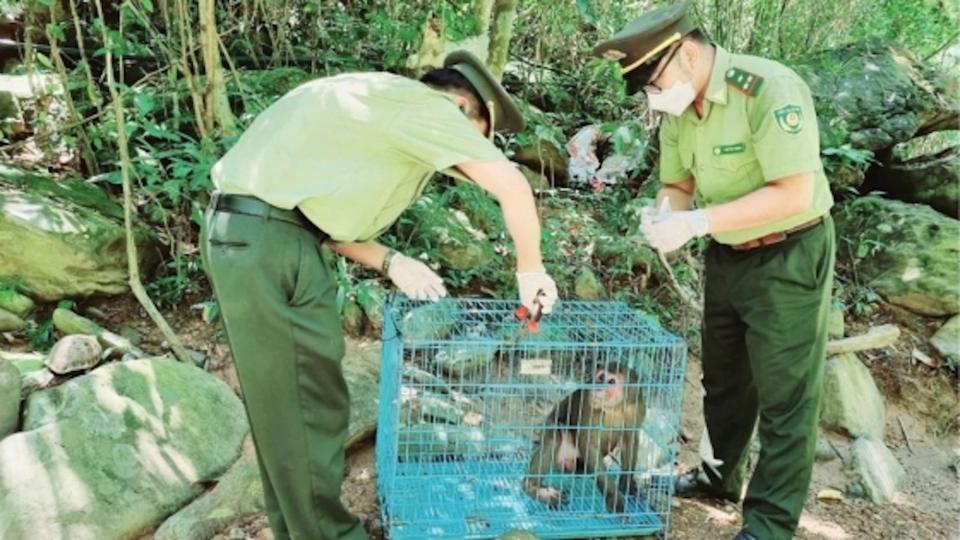 Rủi ro thấp nhưng mang lại lợi nhuận cao là yếu tố khiến buôn bán động vật hoang dã vẫn phổ biến tại Việt Nam.