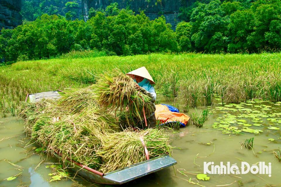 Cánh đồng Tam Cốc được xem là một trong những cánh đồng lúa đẹp nhất Việt Nam. Điều đặc biệt hấp dẫn ở đây không chỉ là vẻ đẹp thiên nhiên mà còn sự giao thoa giữa con người và thiên nhiên, giữa sự yên bình của đất trời với cuộc sống mưu sinh của người dân địa phương.