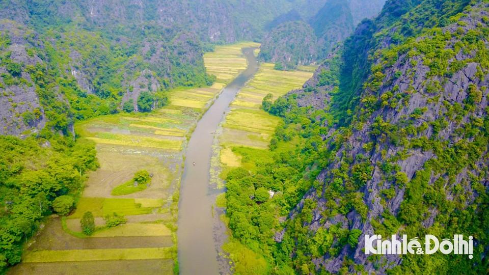 Đồng lúa Tam Cốc như một dải lụa vàng trải dài hun hút. Sự uốn lượn của dòng sông Ngô Đồng cùng với những thửa ruộng mấp mô tạo nên vẻ cuốn hút và huyền ảo.