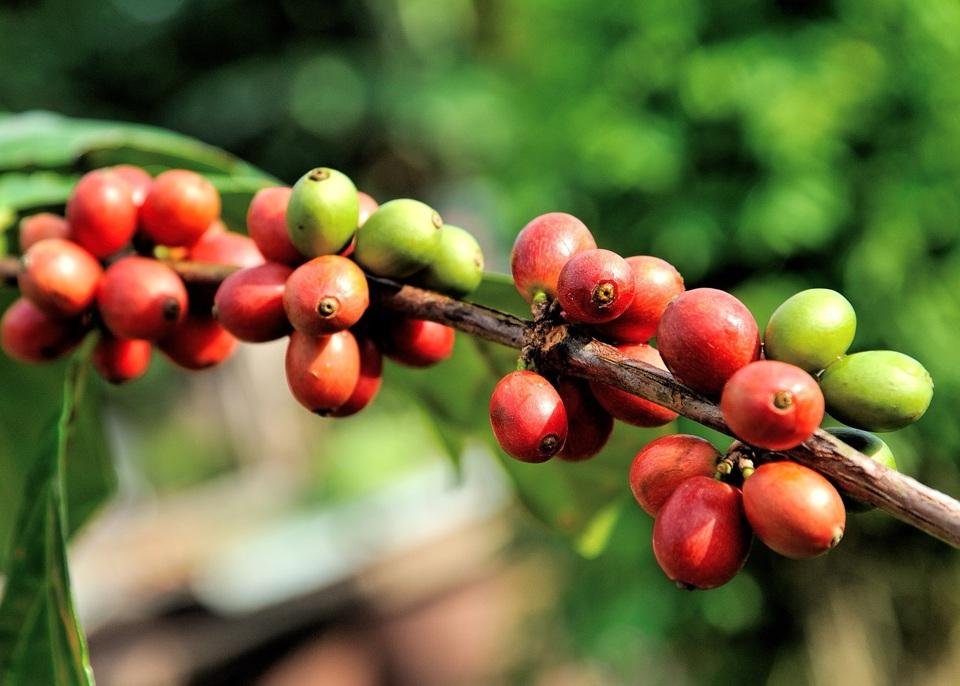 Giá cà phê hôm nay 19/6: Giải mã những nguyên nhân đẩy Robusta tăng cao kỷ lục  