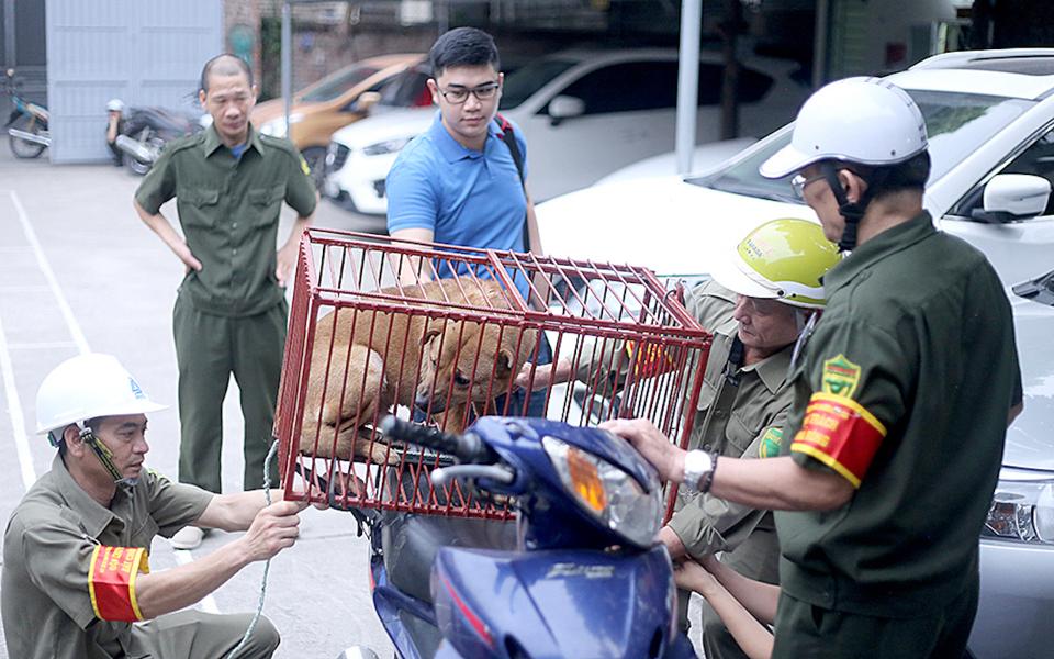 Hà Nội yêu cầu duy trì và tăng cường hoạt động các Đội bắt chó thả rông.