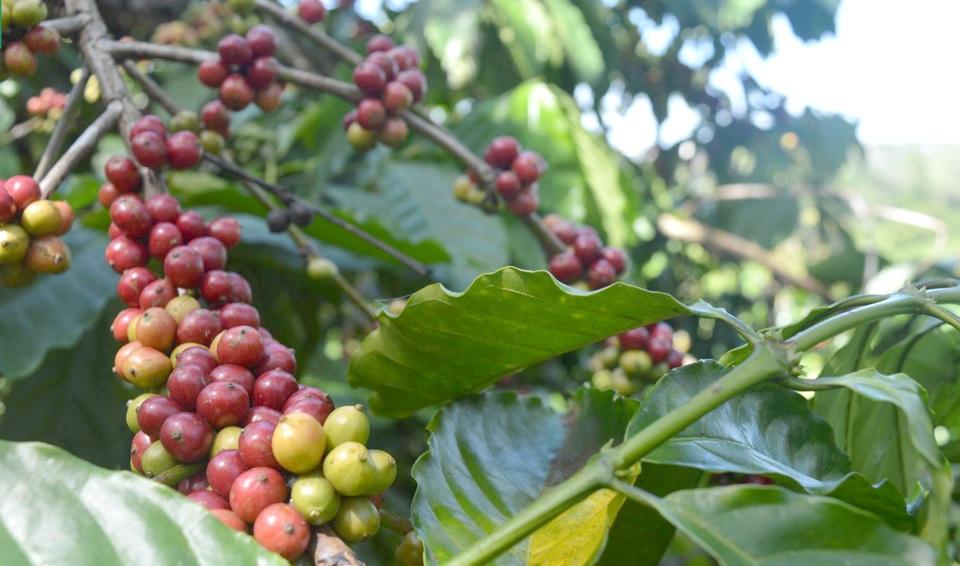 Giá cà phê hôm nay 23/6: Robusta tăng trở lại, trong nước 66.500 đồng/kg  