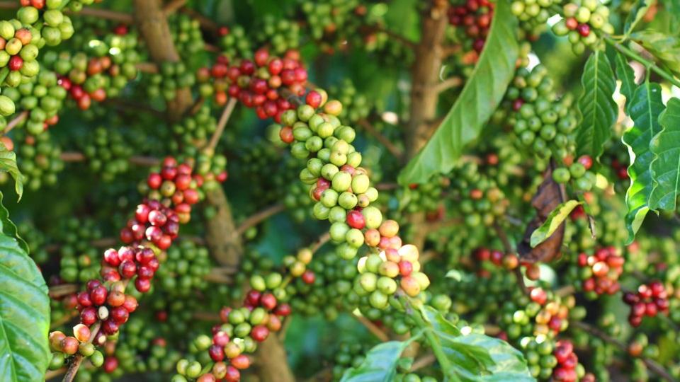 Giá cà phê hôm nay 30/6: Robusta tiếp tục giảm, trong nước mất 1.200 đồng sau 2 ngày  