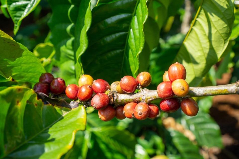 Giá cà phê hôm nay 19/7: Arabica tăng, hàng về sàn nhiều đẩy Robusta giảm  