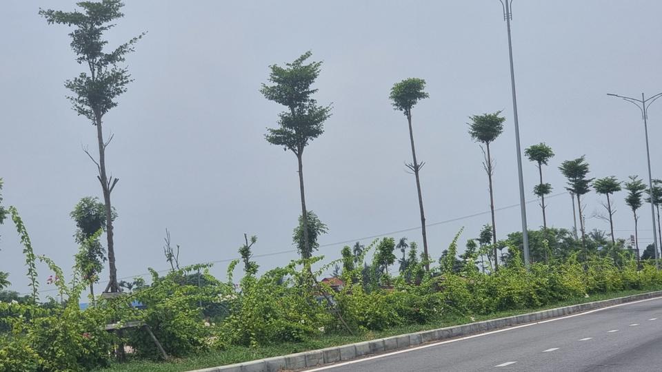 Cây trồng đang trong quá trình phát triển nên cần được chăm sóc, duy tu. Ảnh Vĩnh Quân