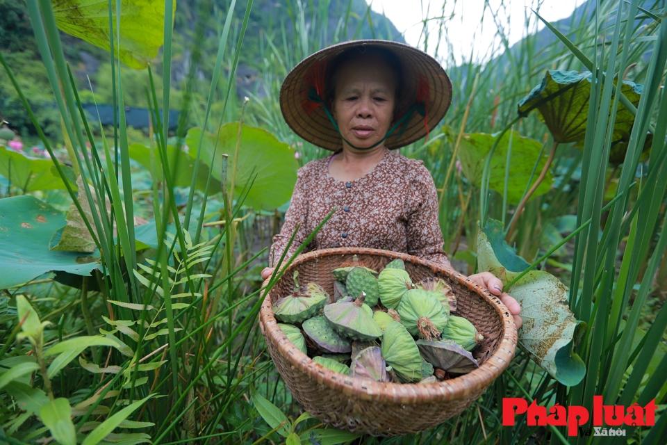 Đài sen được chọn phải là những đài lớn, già, mẩy và đủ số tuổi nhất định mới có thể làm giấy sen. Trước đây, những đài sen này chỉ được mua để lấy hạt sen rồi bỏ đi hoặc đốt làm phân tro bón lại đầm sen.