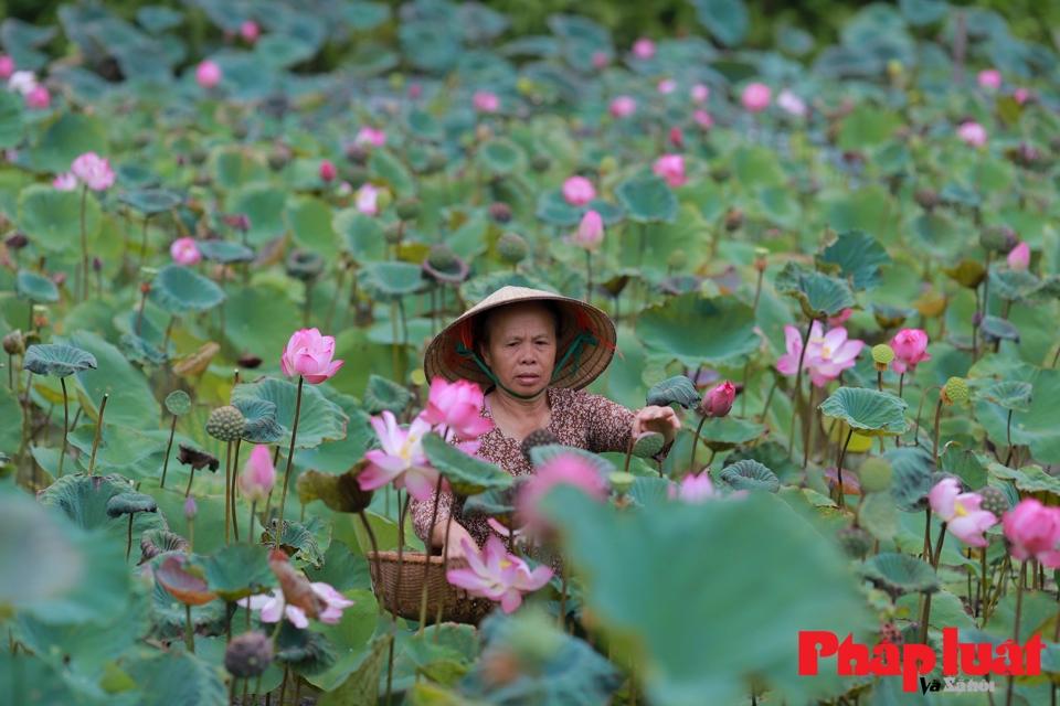 Câu chuyện về anh Kiều Cao Dũng (Đại Đồng, Thạch Thất, Hà Nội) đã được nhiều người biết tới từ anh chàng biến lá sen thành bất tử, người thổi hồn sống cho những lá bồ đề, nón lá sen, nón lá bồ đề... Những tưởng đó đã là điểm dừng cho cuộc hành trình của anh Dũng với nghề thủ công truyền thống, thế nhưng anh Dũng vẫn miệt mài, ấp ủ suốt 3 năm và tiếp tục thành công với dự án mới - giấy sen làm từ đài sen (một thứ tưởng chừng như chỉ chờ bị bỏ đi).