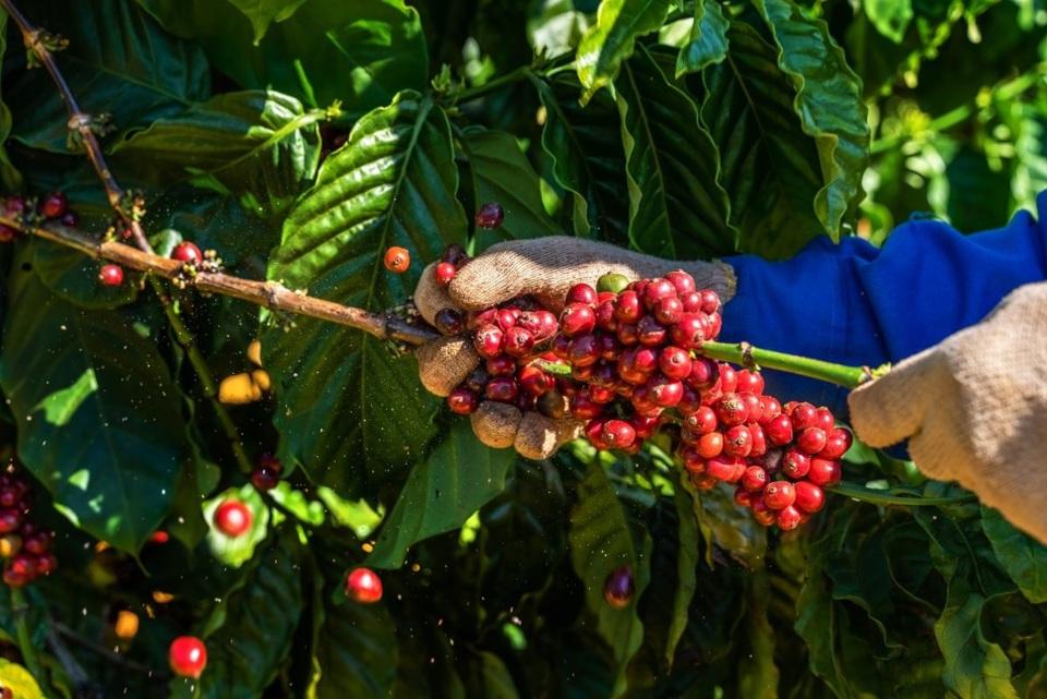 Giá cà phê hôm nay 10/8: Tồn kho thấp, nguồn cung Robusta dần cạn kiệt