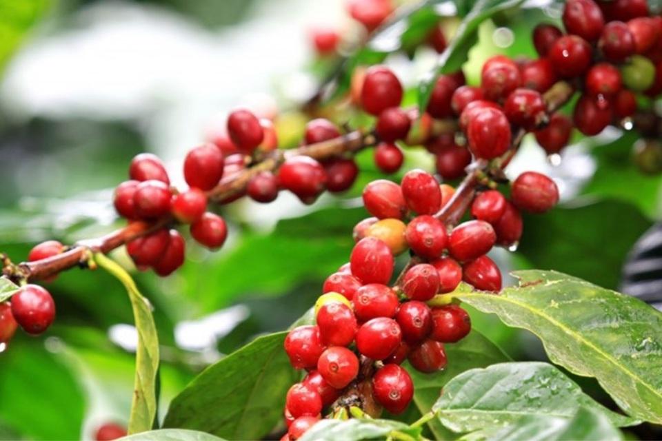 Giá cà phê hôm nay 14/8: Dự báo cà phê tuần này, Robusta tiếp tục tăng?  