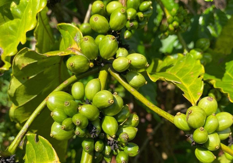 Giá cà phê hôm nay 18/8: Robusta tăng khi tồn kho xuống mức thấp kỷ lục