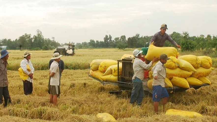 Giá lúa gạo hôm nay 23/8/2023, ghi nhận giá lúa tăng mạnh. Ảnh minh họa