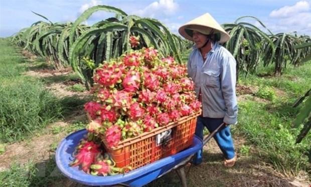 Thu hoạch thanh long tại Bà Rịa-Vũng Tàu. (Ảnh: Hoàng Nhị/TTXVN)  