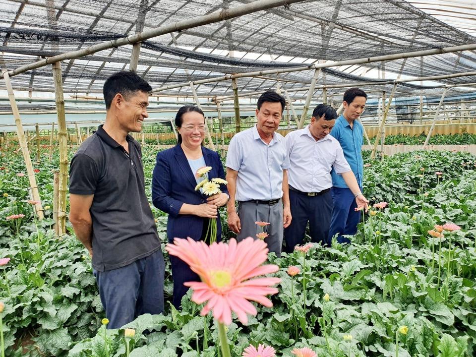 Mô hình trồng hoa đồng tiền của Nông dân Thủ đô xuất sắc 2023 Bùi Văn Khá, huyện Đan Phượng. 