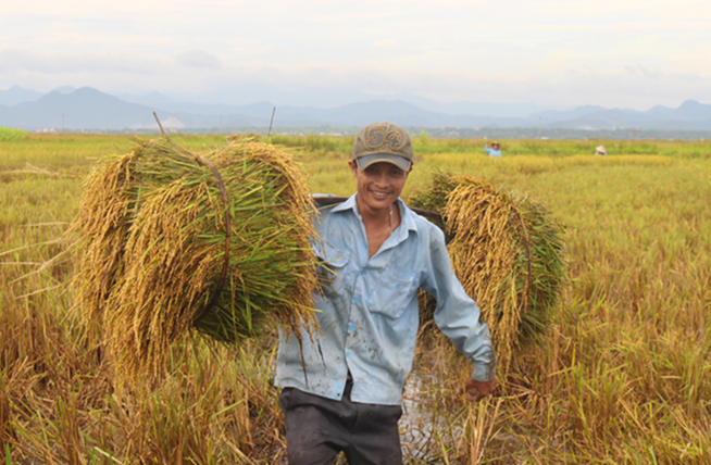 Giá lúa gạo hôm nay 8/11/2023 Giá lúa tăng mạnh, giá gạo tiếp tục xu hướng giảm. Ảnh minh họa.