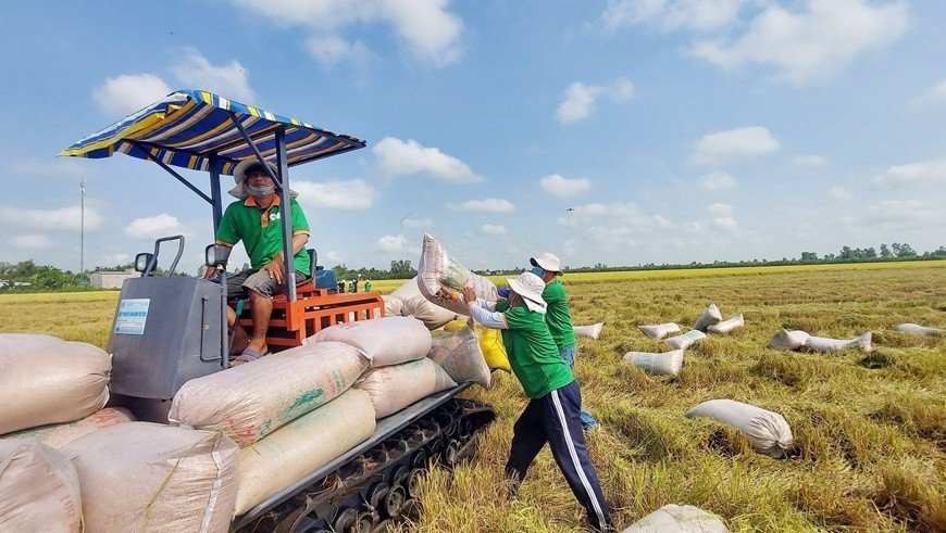 Bộ Nội vụ cho phép thành lập Hiệp hội Ngành hàng lúa gạo Việt Nam.