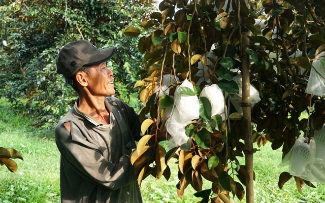 Sóc Trăng đưa trái vú sữa vượt ao làng xuất ngoại