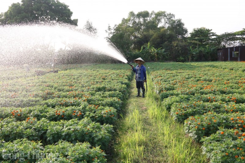 Bình Dương: Cánh đồng hoa Tân Ba sẵn sàng phục vụ thị trường Tết