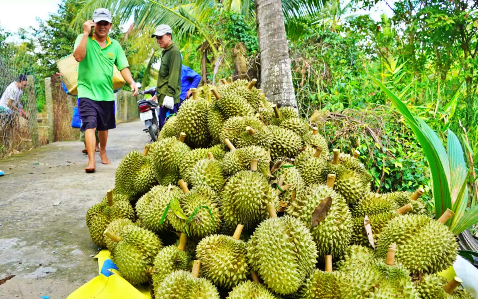 Kinh tế vĩ mô - Tiền Giang: Sầu riêng tăng giá cận Tết, khuyến cáo quy hoạch cung cầu