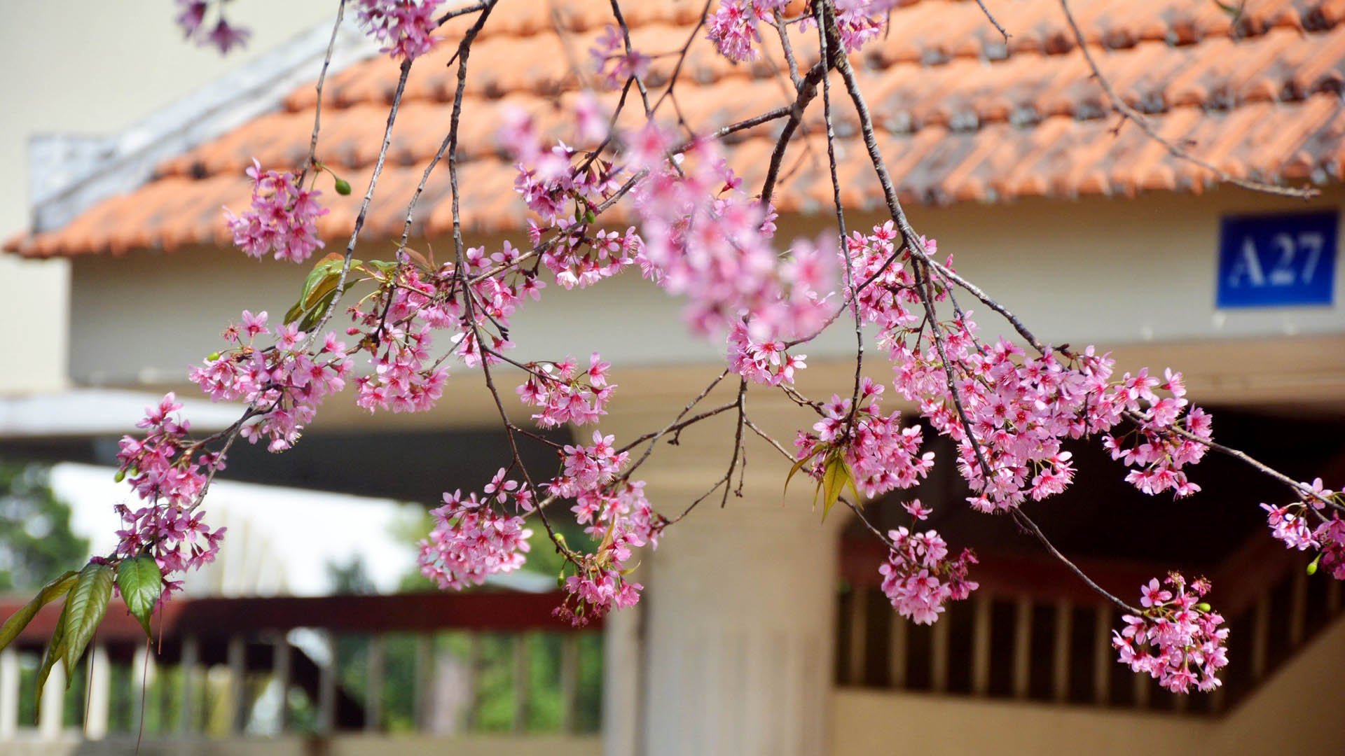 Hoa mai anh đào đã trở thành “biểu tượng” mùa xuân Đà Lạt. Khi phố núi trổ nắng vàng, tiết trời lạnh hơn, người dân xứ sở ngàn hoa hò hẹn với mùa hoa thương nhớ, để “nghe tâm tư mơ ước mộng đào nguyên đẹp như chuyện ngày xưa“.