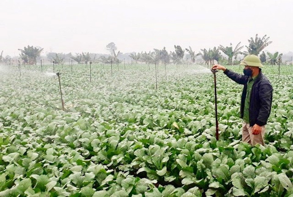 Hệ thống tưới tiết kiệm nước cho rau tại xã Tráng Việt (huyện Mê Linh). Ảnh: Đức Duy