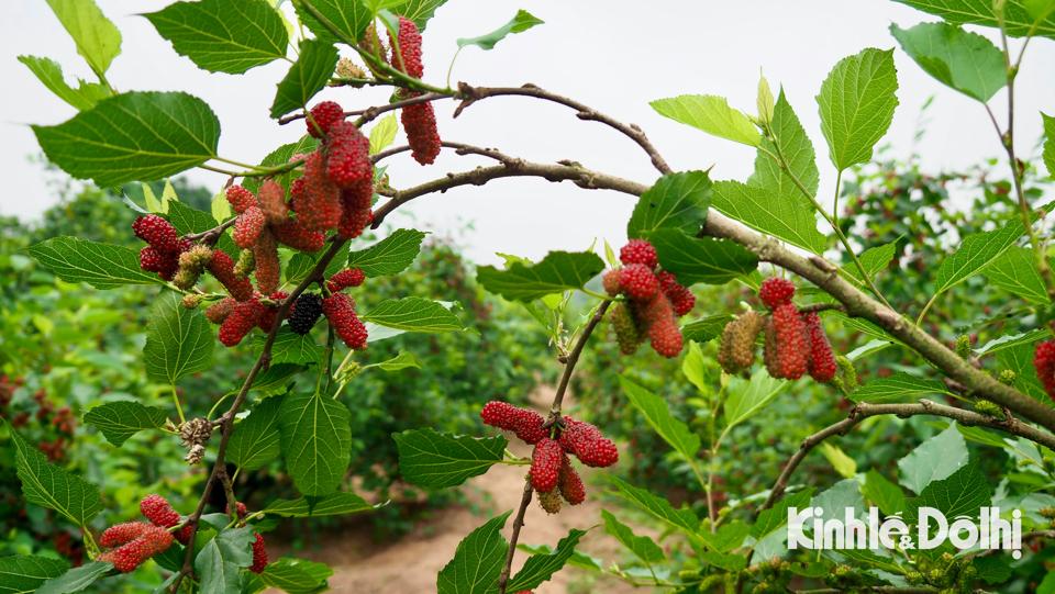 Với màu tím đỏ đặc trưng, chuyển màu theo độ chín, trái dâu có màu sắc rất đặc biệt so với các loại trái cây khác. Trái dâu có chất lượng tốt phụ thuộc nhiều vào thời tiết, nếu trời nắng nóng dâu ngọt, khi mưa dâu nhạt hơn.