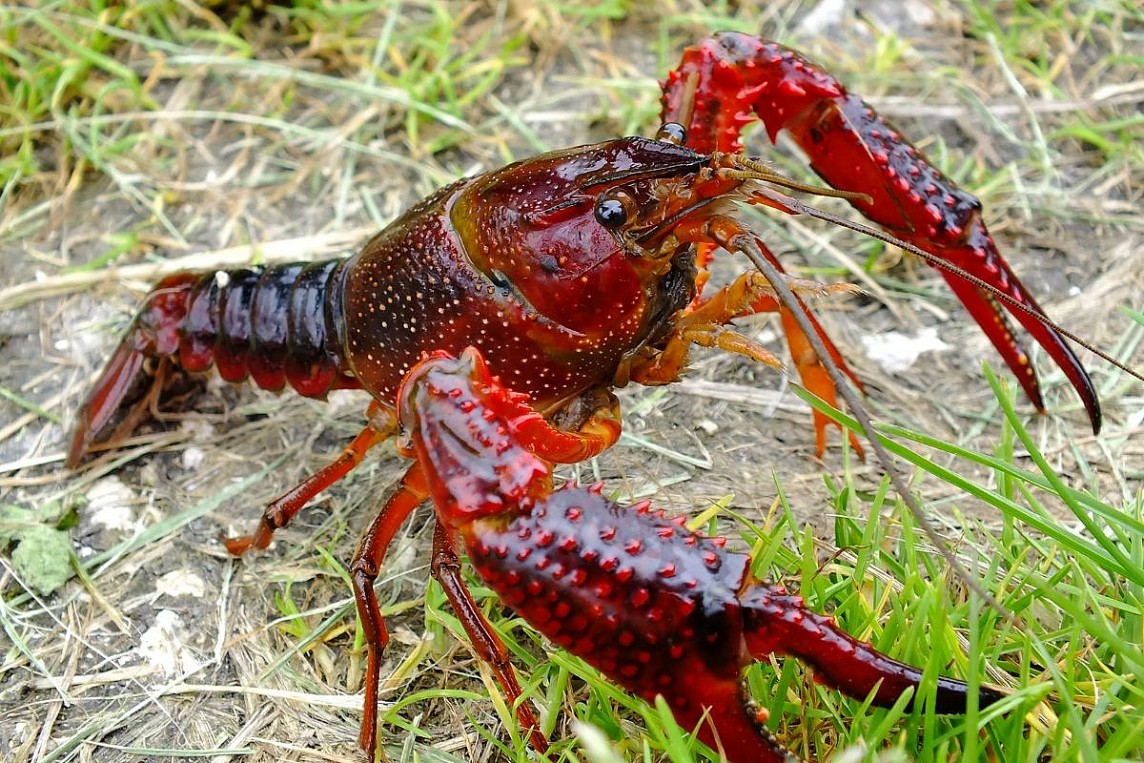 Tôm hùm đất 'đổ bộ' chợ mạng