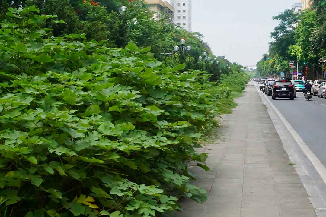 Các cây, cỏ tại đây mọc nham nhở, lấn chiếm diện tích của người đi bộ. Ảnh: Nhật Minh