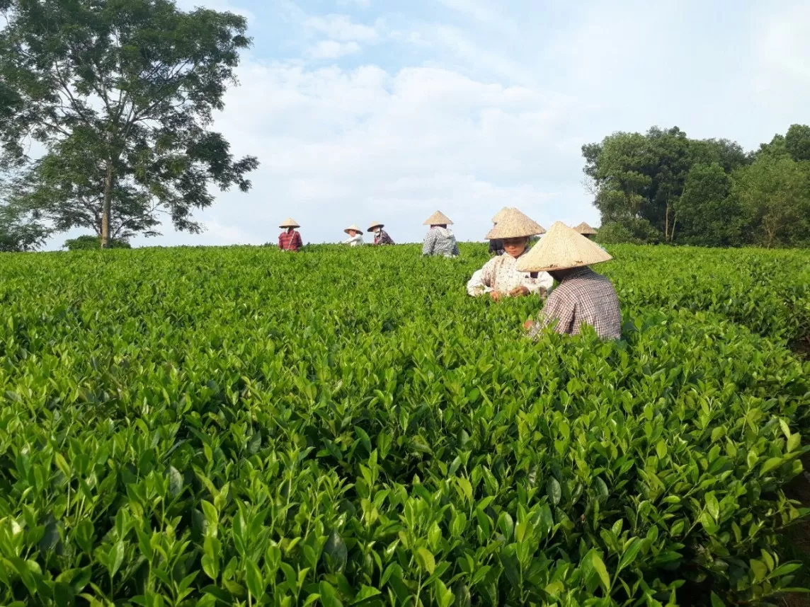 'Cầu nối khuyến công' - nâng tầm giá trị sản phẩm chè truyền thống Tuyên Quang