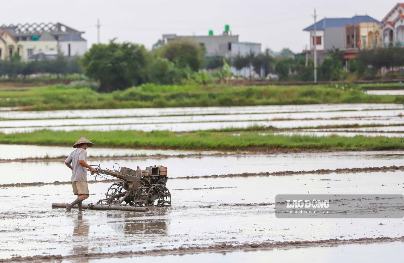 Tới đây, hộ gia đình, cá nhân bị thu hồi đất nông nghiệp có thể nhận bồi thường bằng đất ở hoặc nhà ở nếu có nhu cầu và quỹ đất địa phương cho phép. Ảnh: Phan Anh