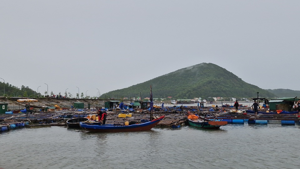 Tại hai xã Nghi Thiết và Nghi Quang, huyện Nghi Lộc, có 47 lồng bè cá đã được địa phương cùng người dân di chuyển, chằng néo. 