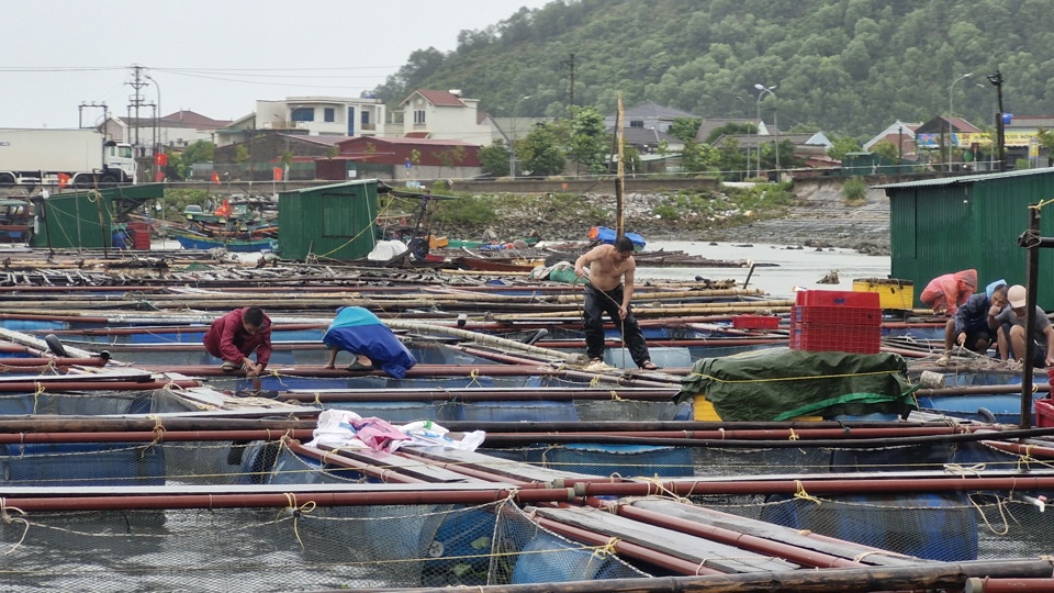 Tại phường Nghi Tân và Nghi Thủy, thị xã Cửa Lò có 55 bè nuôi cá lồng đã được các hộ dân di chuyển tới khu vực an toàn, đồng thời tổ chức gia cố để bảo đảm không bị thiệt hại khi mưa lũ.