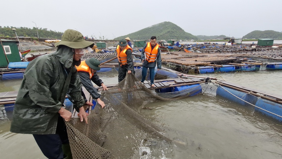 Người dân cùng lực lượng chiến sỹ Biên phòng tổ chức di dời các lồng cá, gia cố và thực hiện di dời người khỏi khu vực mất an toàn.