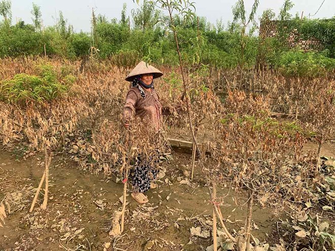 Làng đào Nhật Tân phủ kín một màu nâu sau bão lũ