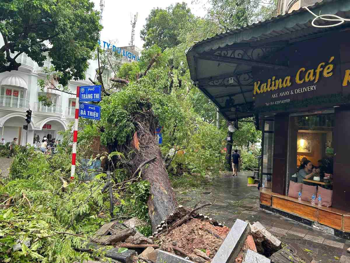 Bão số 3 Yagi quật đổ cây cối ở Hà Nội, ngày 8.9.2024. Ảnh: Song Minh
