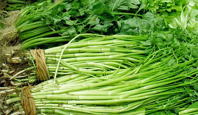 Rau cần chứa nhiều kí sinh trùng. Ảnh: Phương Anh