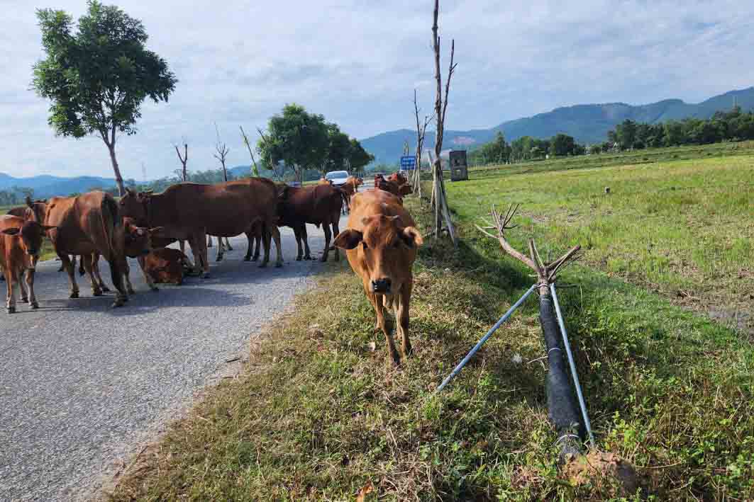 Cây chết khô chưa được trồng thay thế. Ảnh: Trần Tuấn.