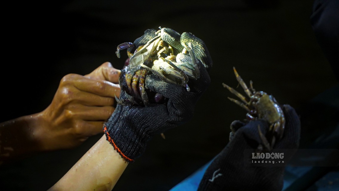 Theo chia sẻ của người dân nơi đây, cứ đến Rằm tháng 7 âm lịch hay đến mùa nước nổi là bắt đầu vào mùa ba khía hội (tập trung), đây cũng là thời điểm người dân ở các huyện Năm Căn, Ngọc Hiển,… của tỉnh Cà Mau chuẩn bị xuồng, ghe để đi bắt ba khía.